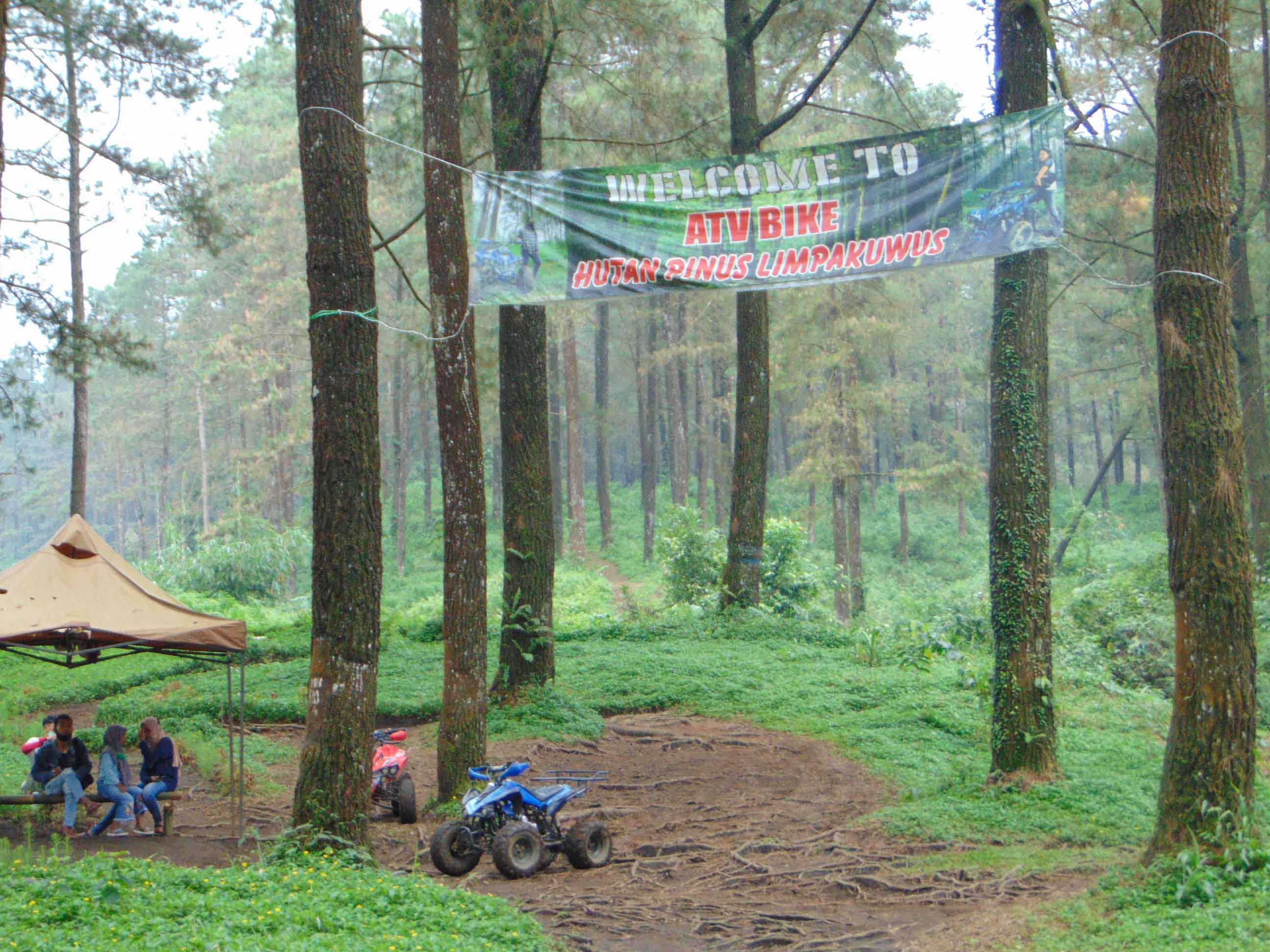 Pariwisata Provinsi Jawa Tengah | Artikel | Sejuknya Hutan Pinus